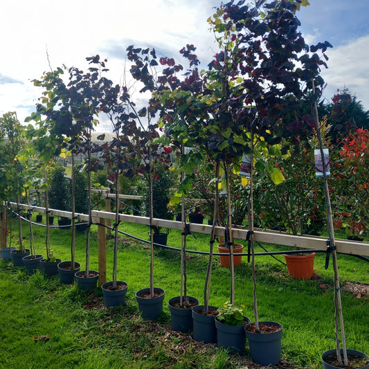 Cercis canadensis Forest Pansy - Eastern Redbud tree with heart-shaped purple leaves, 240cm mature specimen"