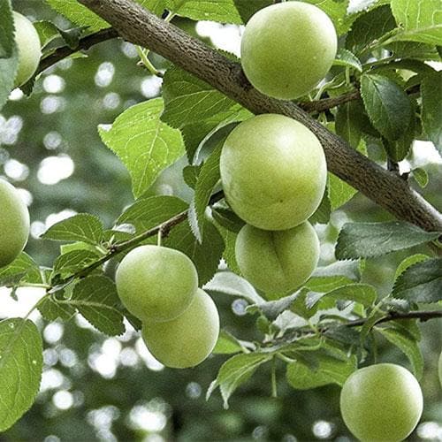 Green Gage Plum (Prunus domestica) Bare-Root Tree 4–5 ft
