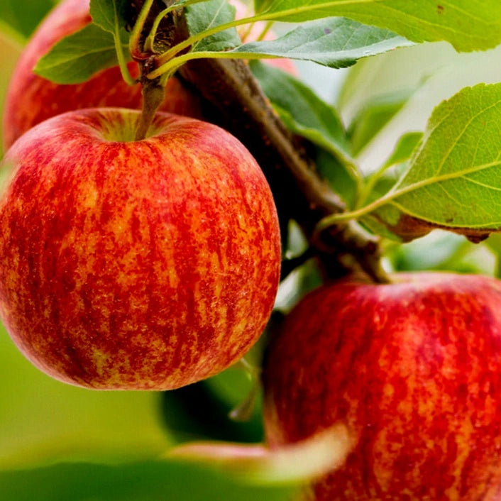 Gala Apple (Malus domestica) Bare-Root Tree 4–5 ft