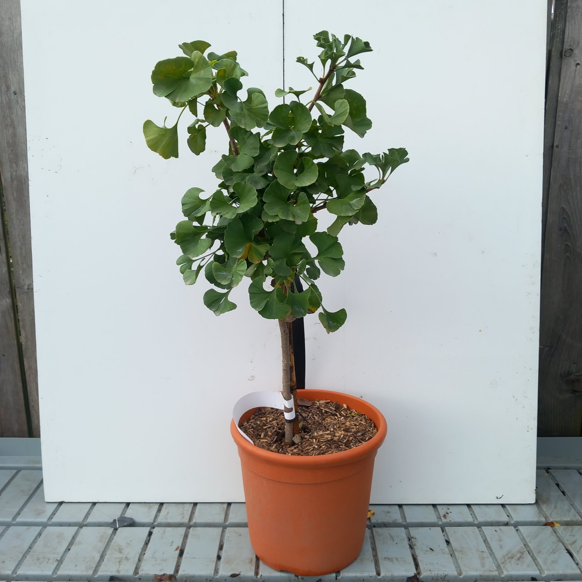 Ginkgo biloba quarter standard - Maidenhair tree with fan-shaped leaves and golden autumn colour on clear stem"