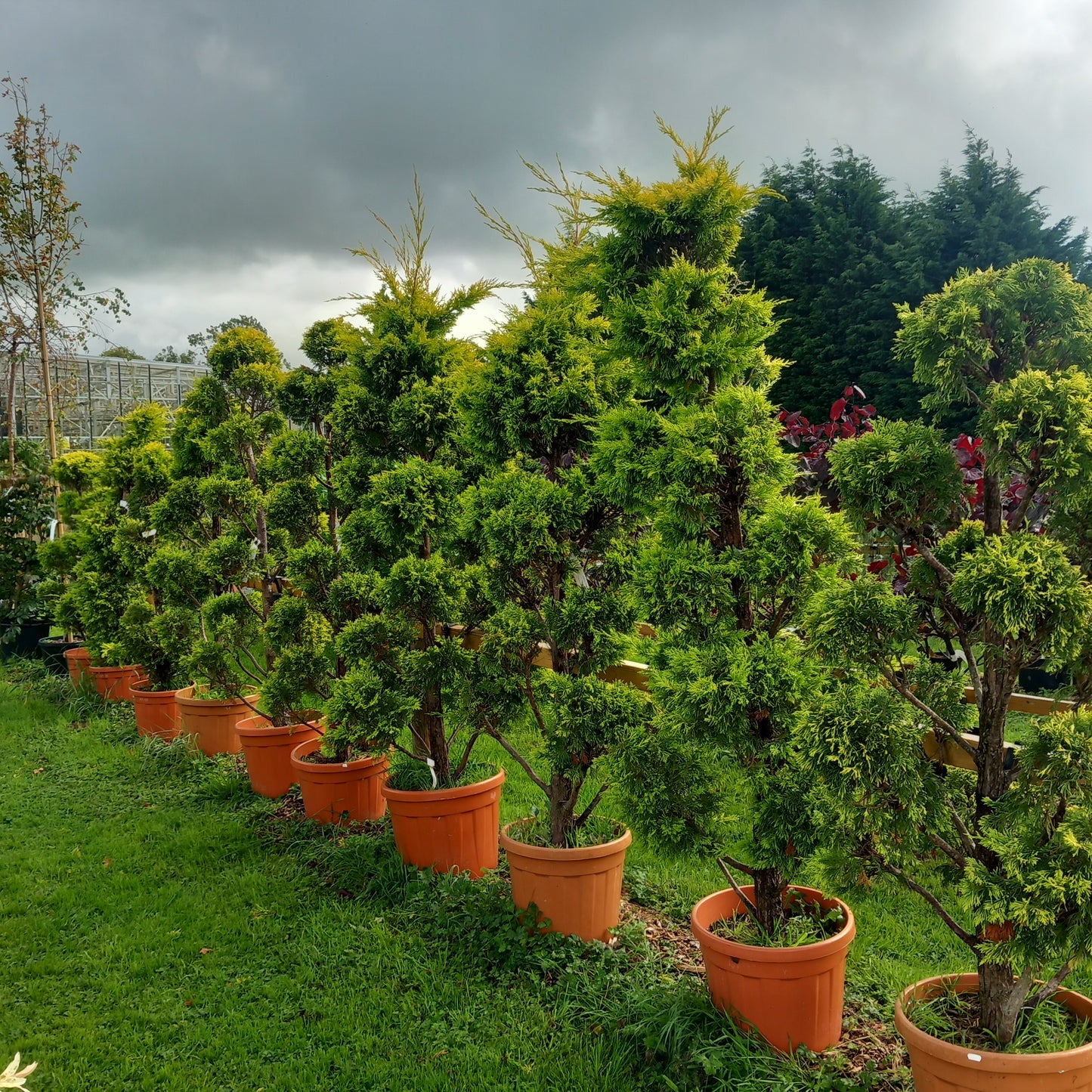 Cupressocyparis leylandii Gold Rider cloud tree - golden Leylandii topiary with sculptural cloud-pruned form
