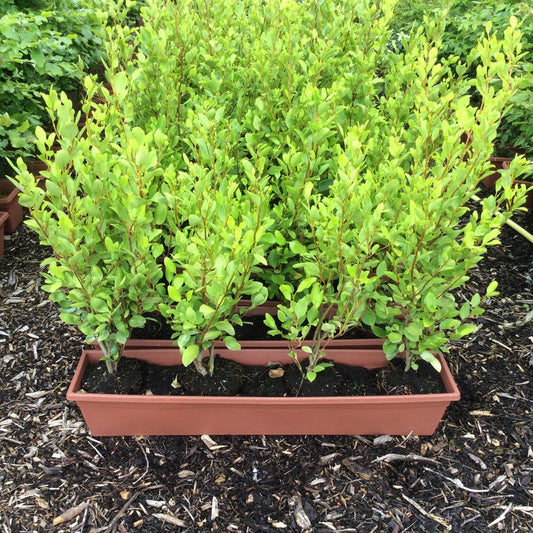 Row of young griselinia shrubs in brown troughs on a bed of mulch with trees in the background.