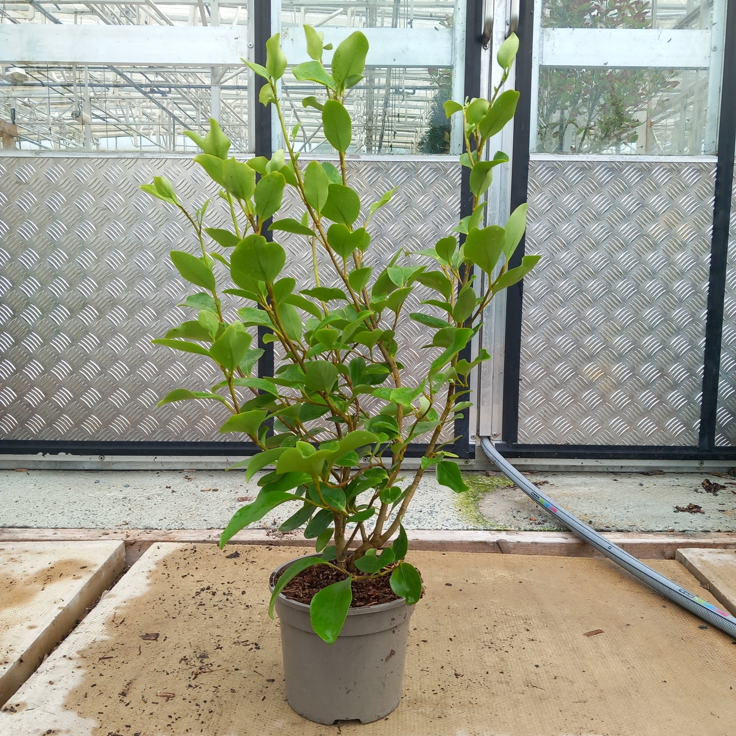 Griselinia littoralis - New Zealand Privet evergreen hedging with glossy light green leaves
