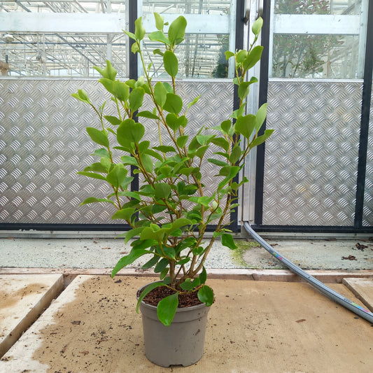 Griselinia littoralis - New Zealand Privet evergreen hedging with glossy light green leaves
