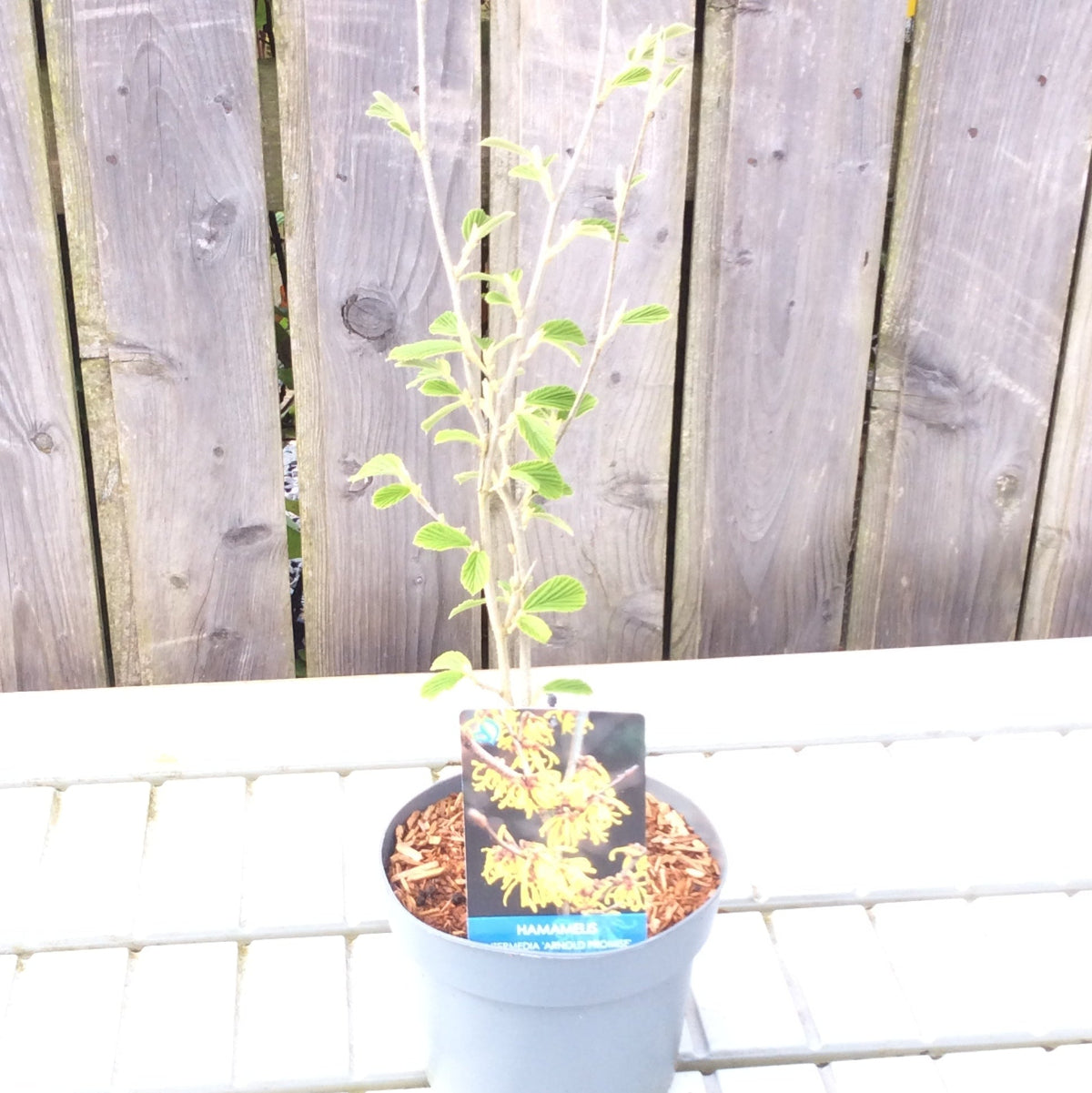 Witchhazel with yellow flowers on label