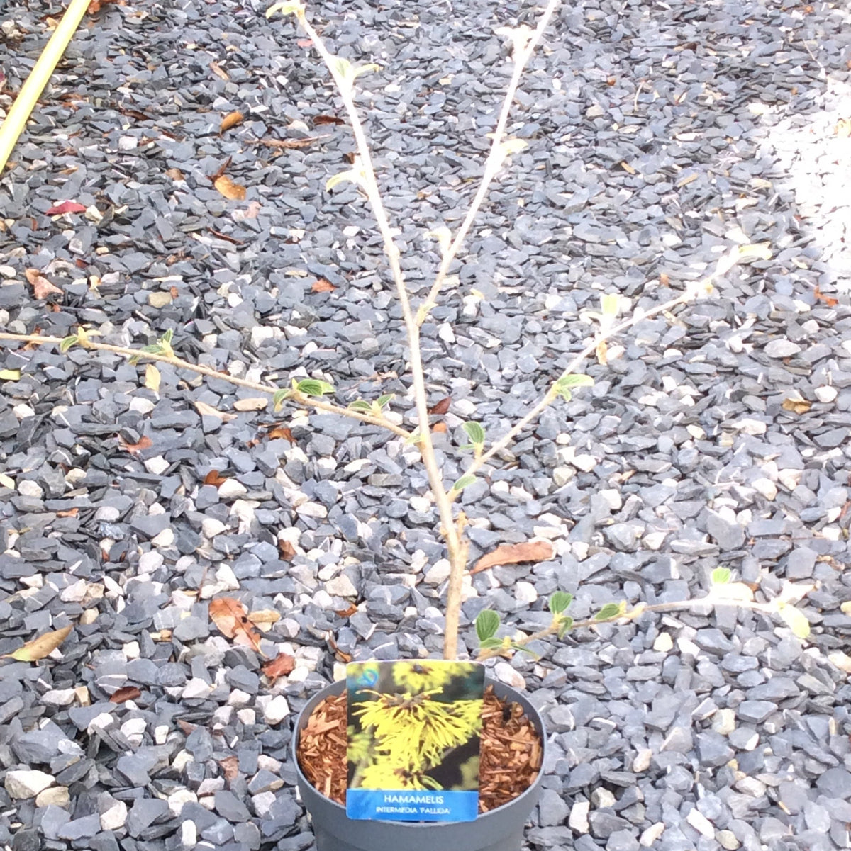 witchhazel pallida with pale yellow flowers on label