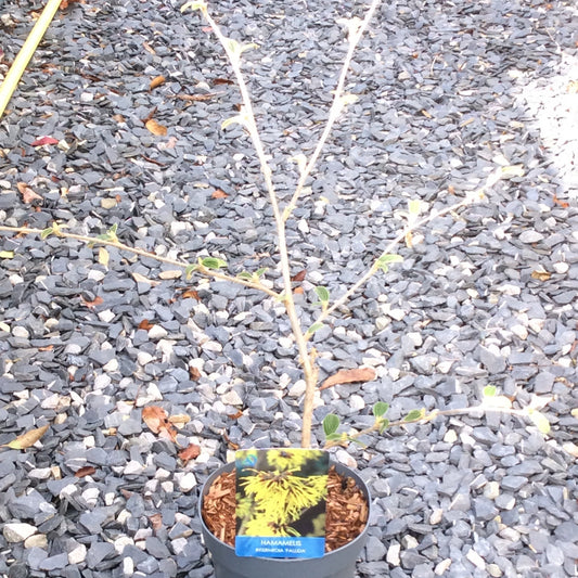 witchhazel pallida with pale yellow flowers on label