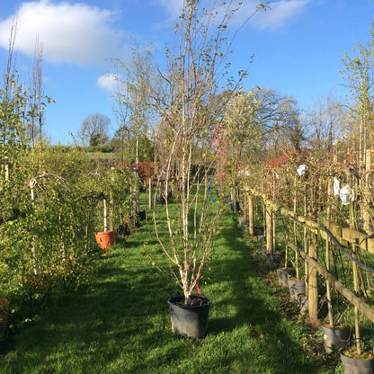 Himalayan birch multistem on the nursery