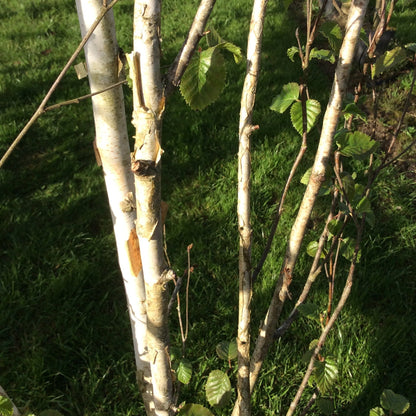 White birch Tree branches with green leaves in the background