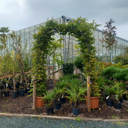 Hornbeam arch showing dense green foliage trained over metal frame for formal garden entrance"
