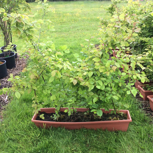 Plants in pots on a grassy area
