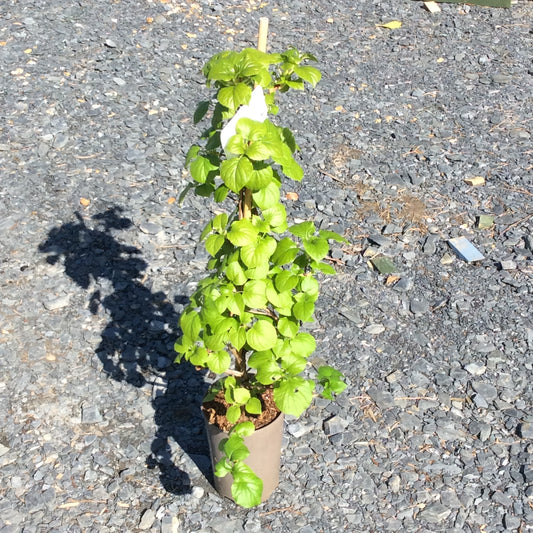 Climbing Hydrangea with fresh green leaves in the spring sunshine