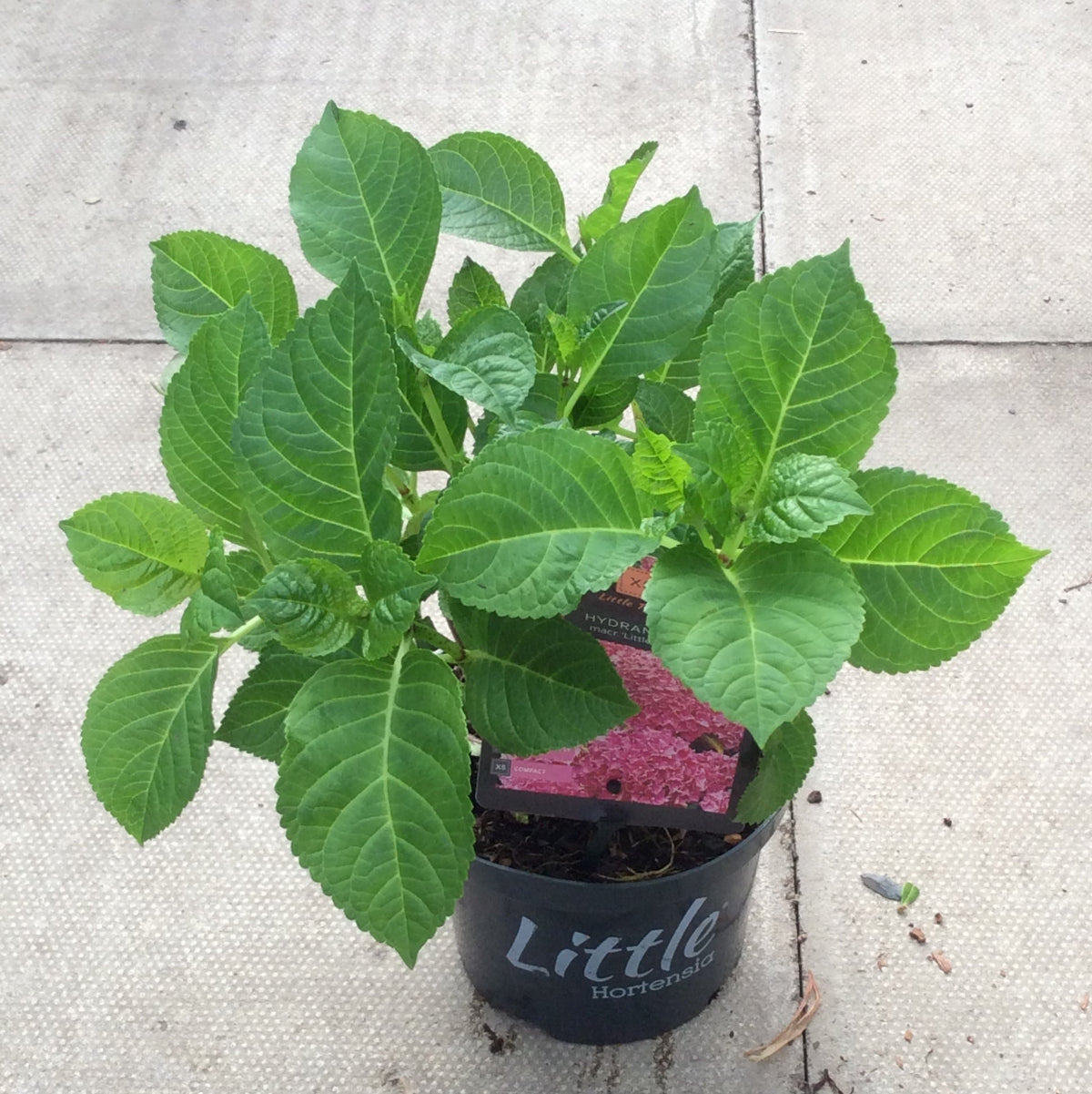 Small potted hydrangea plant on a concrete surface