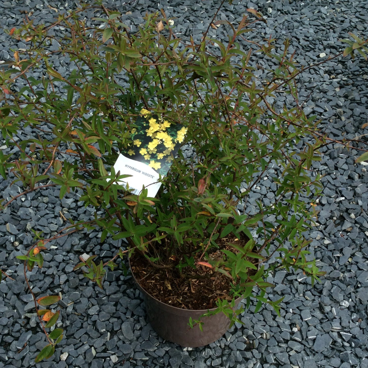Hypericum Potted plant on a gravel surface with label showing yellow flowers