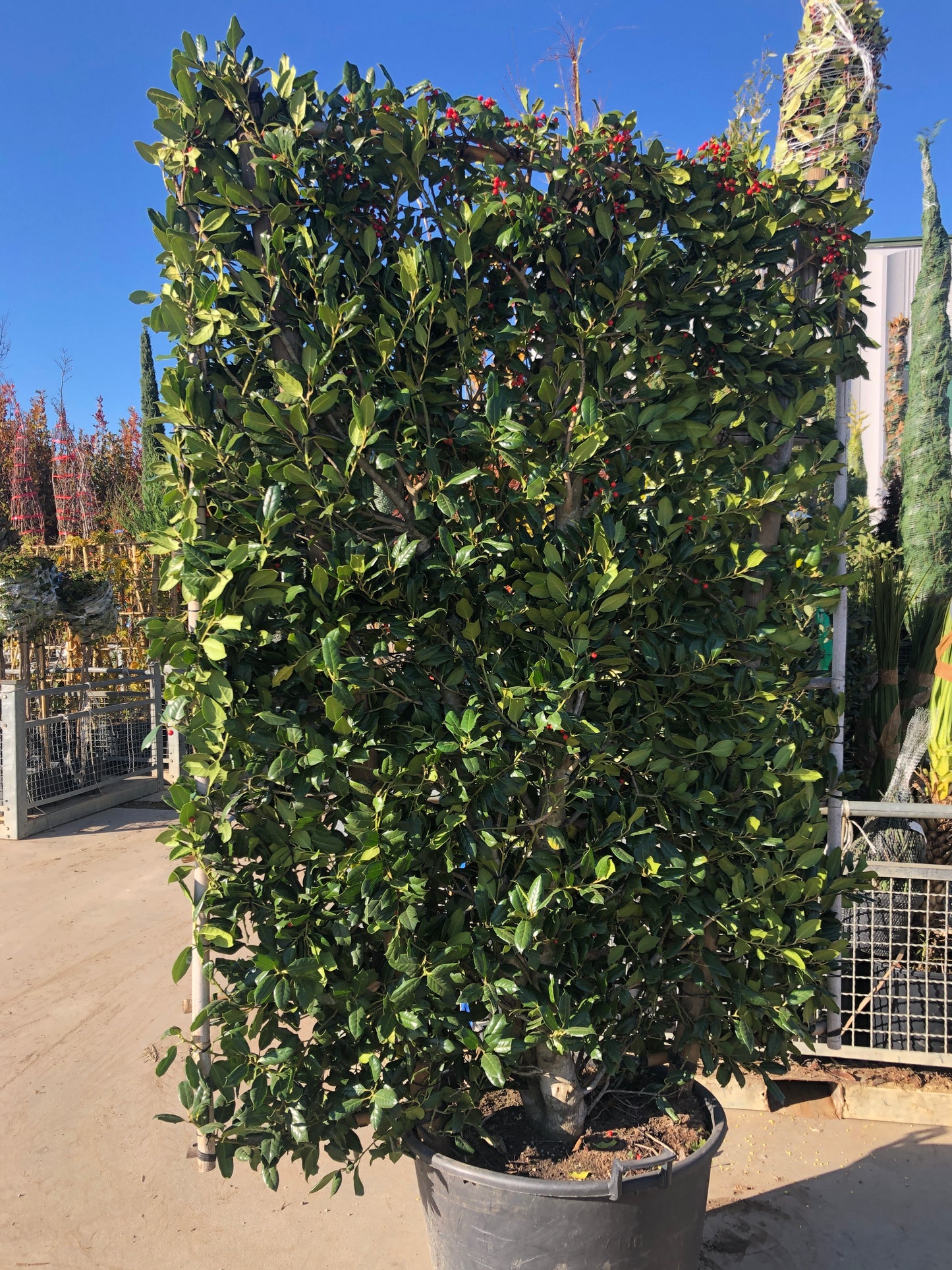 Ilex Nellie R Stevens espalier 150cm-100cm (PRE ORDER ONLY)
