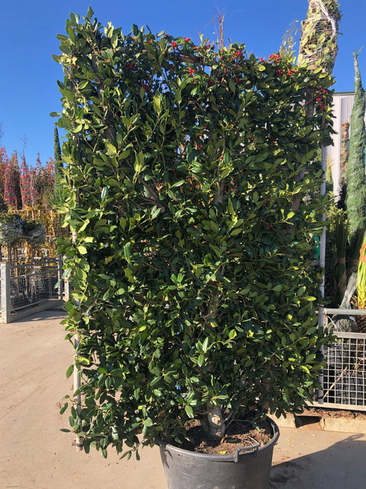 Ilex Nellie R Stevens espalier 150cm-100cm (PRE ORDER ONLY)