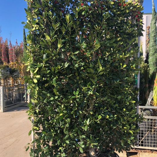 Ilex Nellie R Stevens espalier 150x100cm - evergreen holly trained on frame with glossy dark green leaves