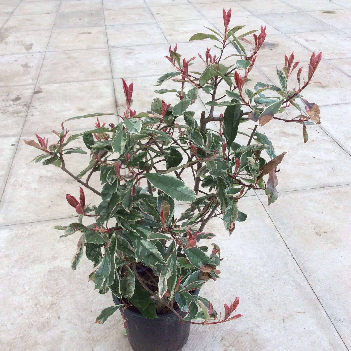 Photinia Pink Marble evergreen multicoloured shrub.