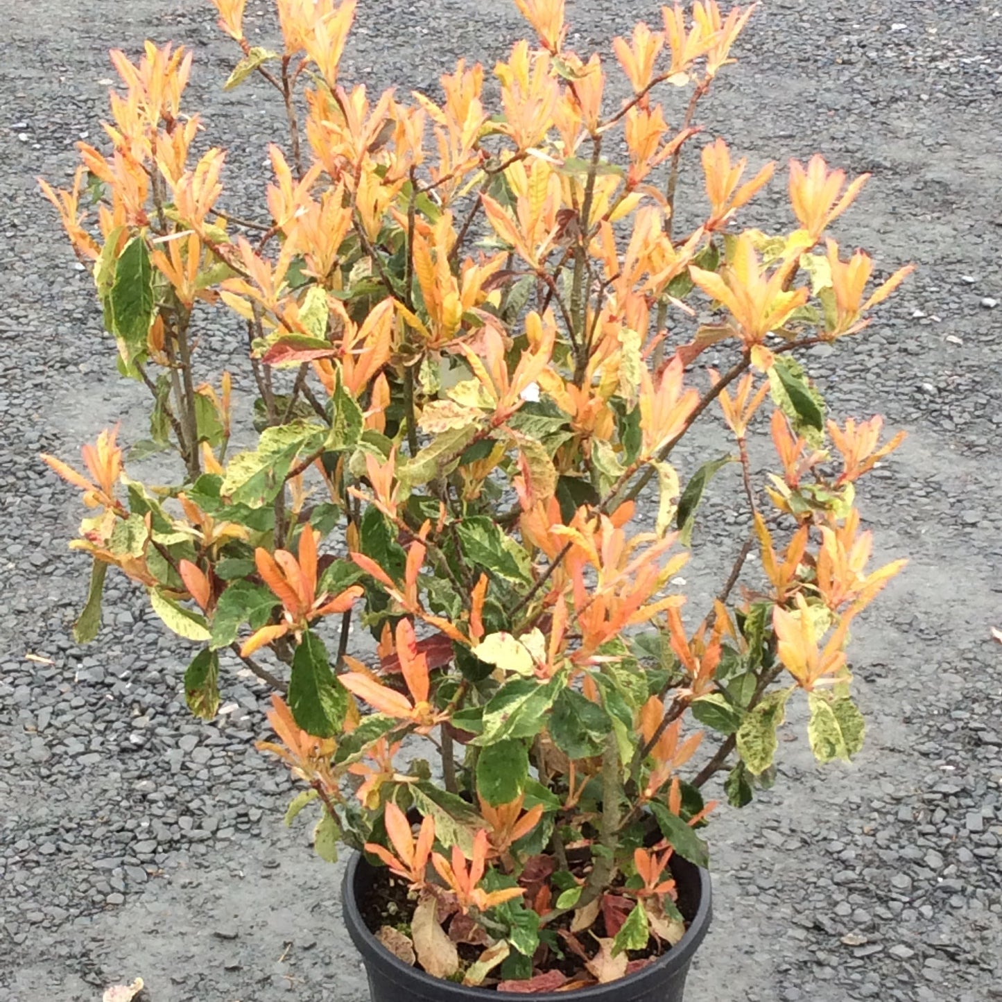 Photinia Pink Crispy plant with orange , cream and green leaves .