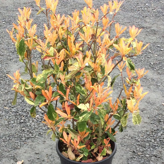 Photinia Pink Crispy plant with orange , cream and green leaves .