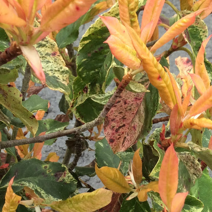 Close-up of a Photinia Pink Crispy plant with orange , cream and green leaves on a blurred background