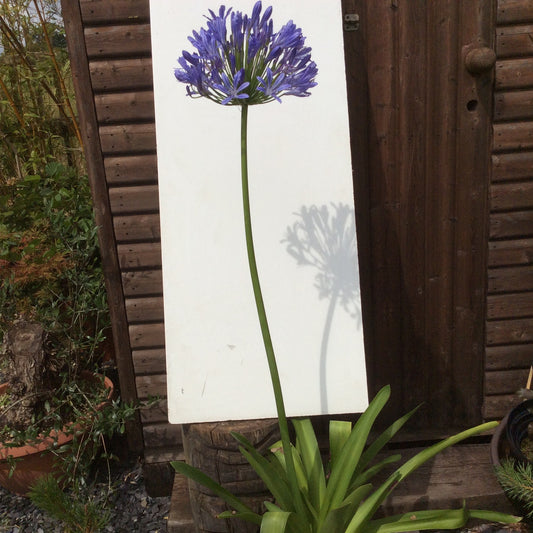 Agapanthus Big Blue