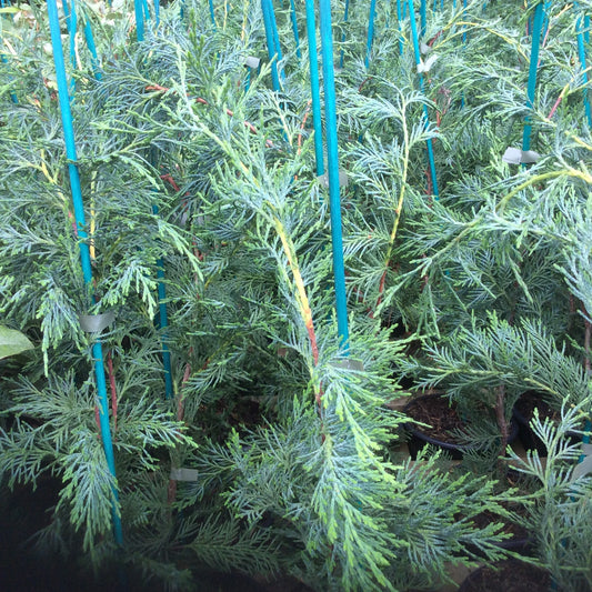 Leylandii Hedging Trees | 2 Litre Pot | 3ft | Pack of 50