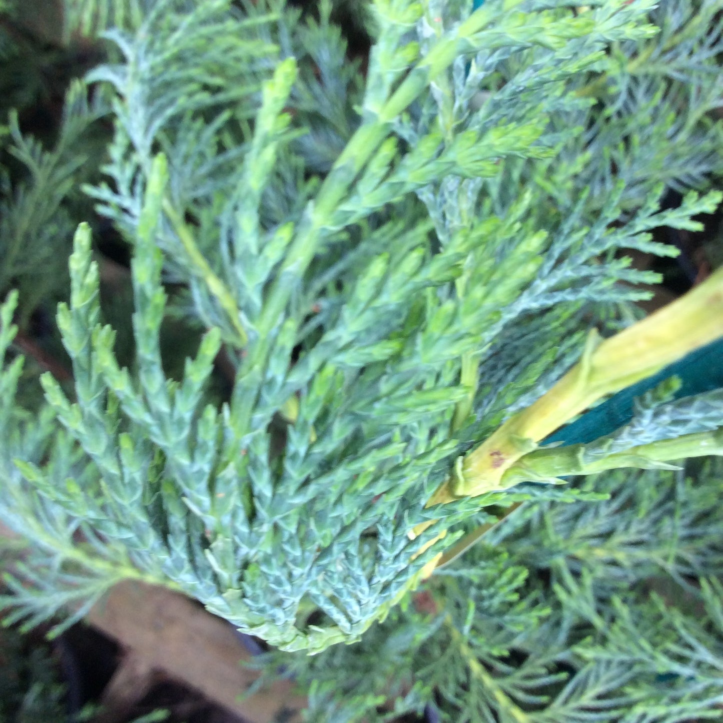 Leylandii Hedging Trees | 2 Litre Pot | 3ft | Pack of 50