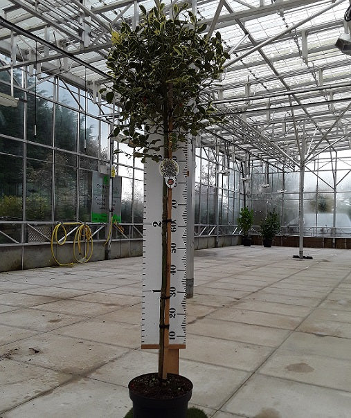 Ilex aquifolium Argentea Marginata Half Standard - Variegated Holly 120cm