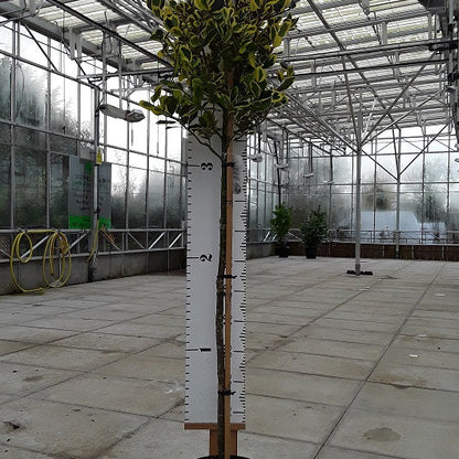 Potted plant, golden holly, with a height measurement scale 