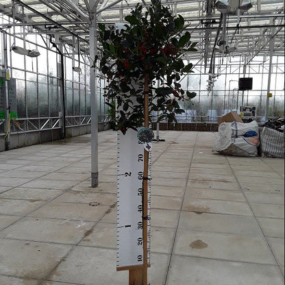 superb ilex JCVan Tol 1/2 std from Stoneybrook nursery