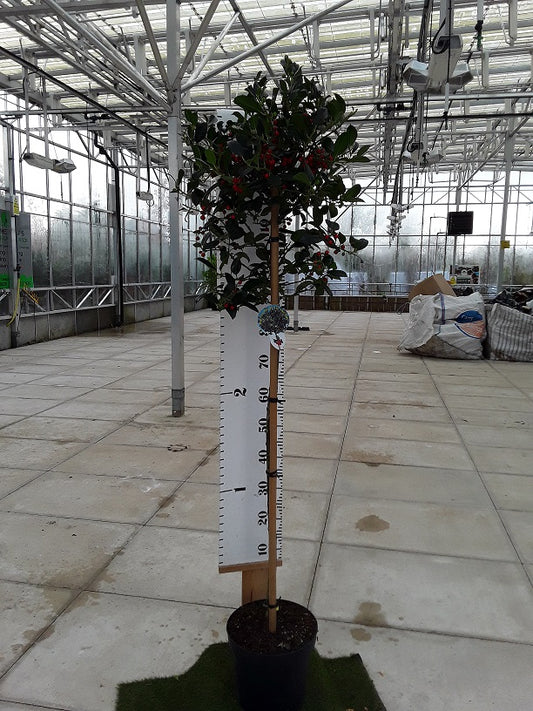 superb ilex JCVan Tol 1/2 std from Stoneybrook nursery