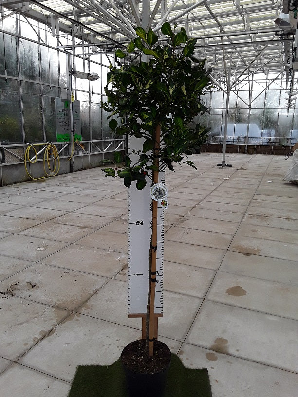 Ilex altaclerensis Lawsoniana Half Standard - Variegated Holly Lollipop 120cm