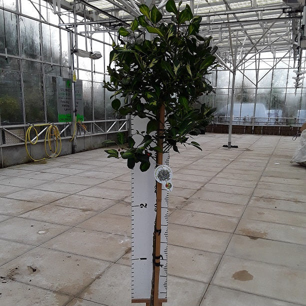 Ilex_Lawsoniana_Std