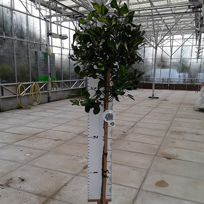 Ilex_Lawsoniana_Std