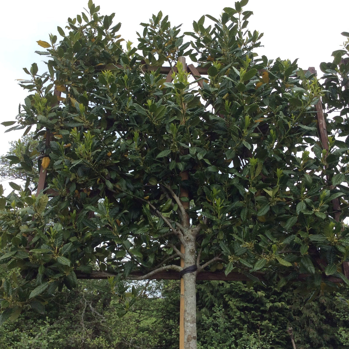 Tree with dense foliage in a natural setting