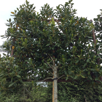 Tree with dense foliage in a natural setting
