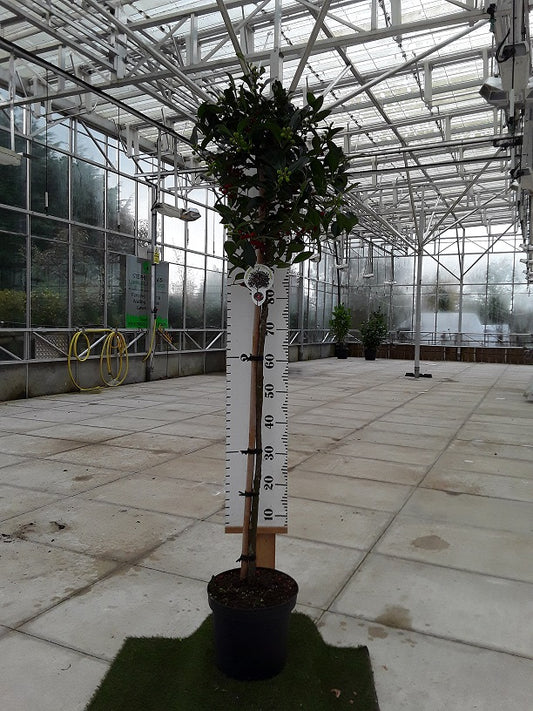 stunning architectural holy half std