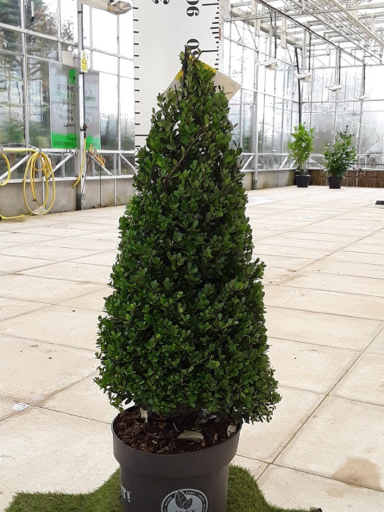 impact your entrance with this architectural ilex crenata cone 