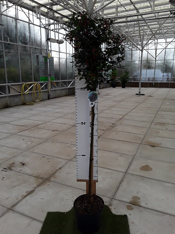 Ilex Meserveae Blue Princess Half Standard - Premium Holly Lollipop 120cm
