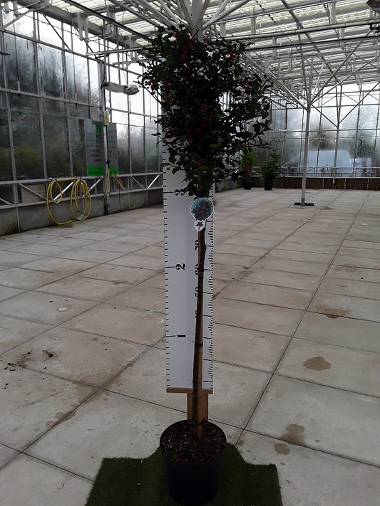 Ilex Meserveae Blue Princess Half Standard - Premium Holly Lollipop 120cm