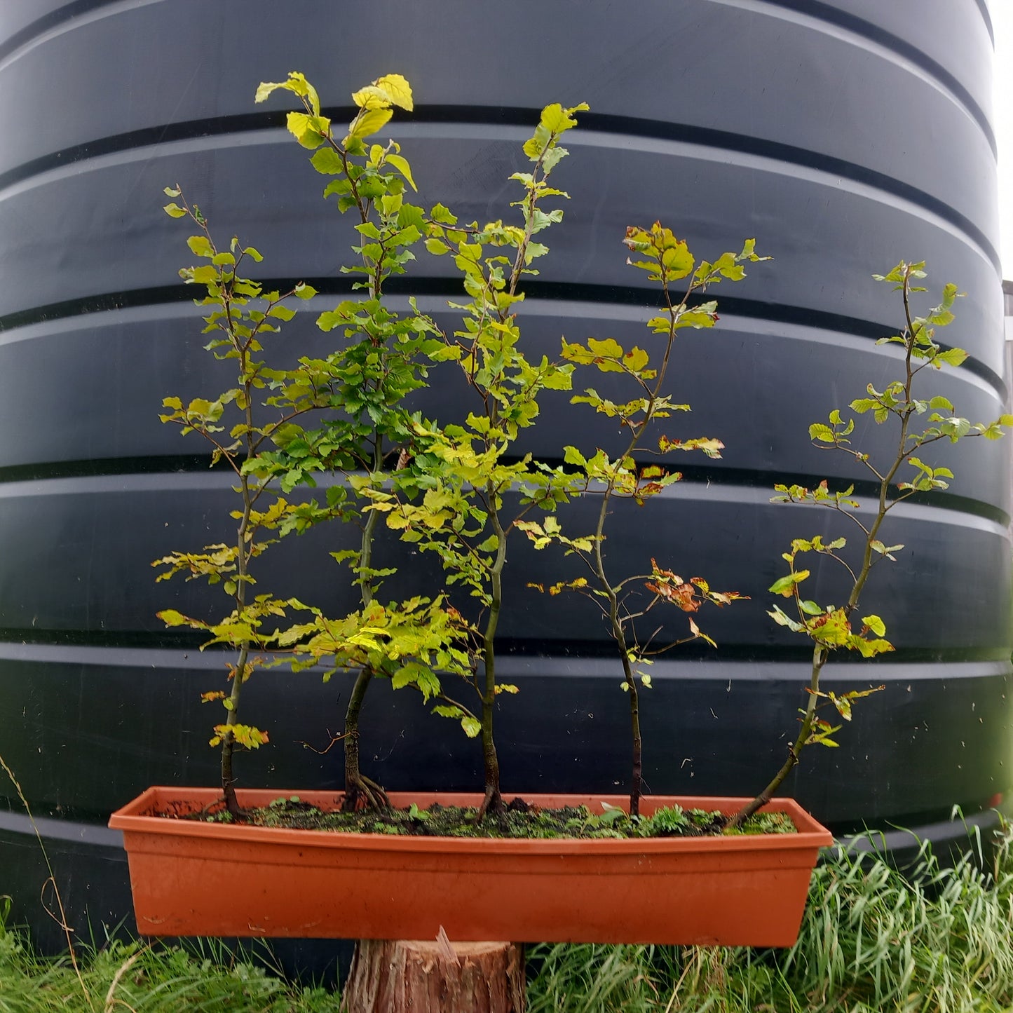 Instant Green Beech hedging - Fagus sylvatica ready-grown hedge panels for immediate screening

