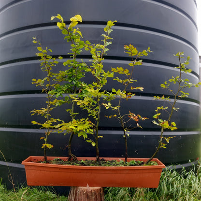 Instant Green Beech hedging - Fagus sylvatica ready-grown hedge panels for immediate screening
