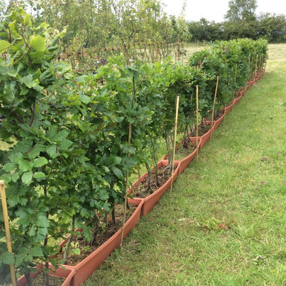 Line of instant green  beech hedging in troughs on the ground.