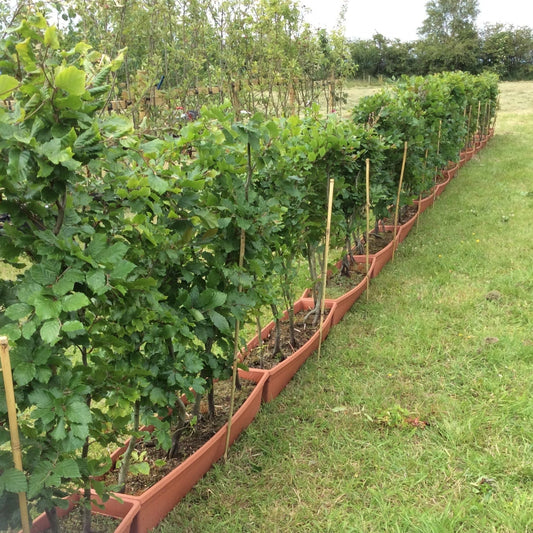 Line of instant green  beech hedging in troughs on the ground.