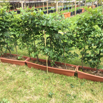 Row of young instant beech hedging in terracotta troughs on a grassy area