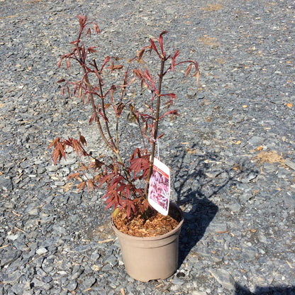 Red leaved Japanese Maple with new spring foliage