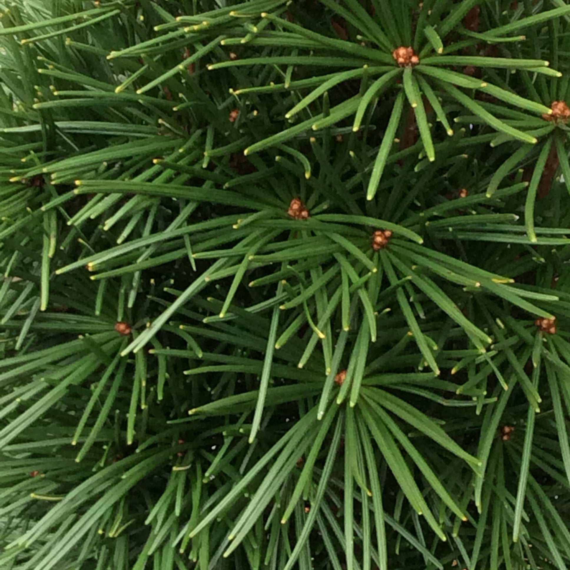 Close-up of a green umbrella pine tree with needles