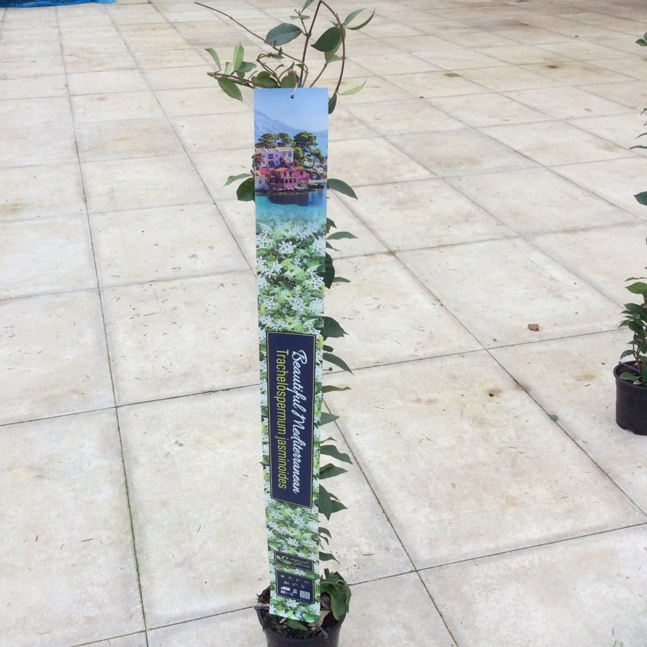 Jasmine , fragrant evergreen climber on a cane with decorative label.