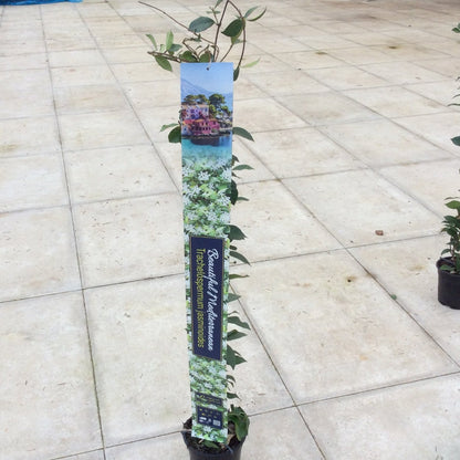 Jasmine , fragrant evergreen climber on a cane with decorative label.